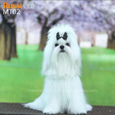 Chó Maltese nhập Nga