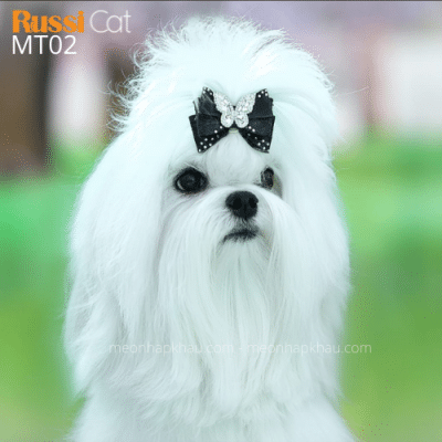 Chó Maltese nhập Nga