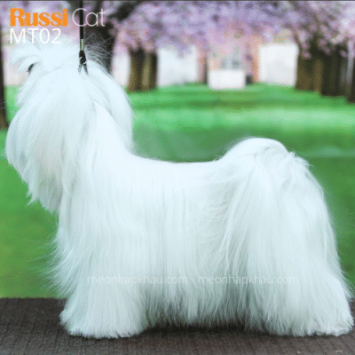 Chó Maltese nhập Nga