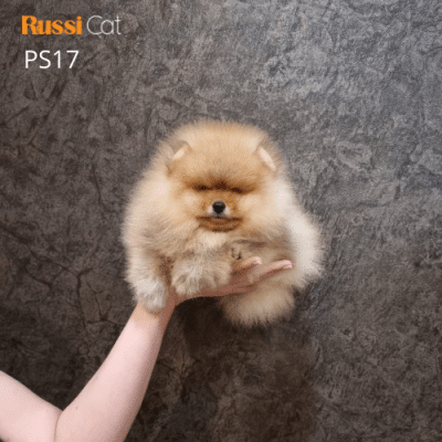 Chó Phốc sóc nhập Nga