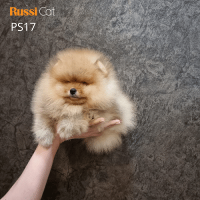 Chó Phốc sóc nhập Nga