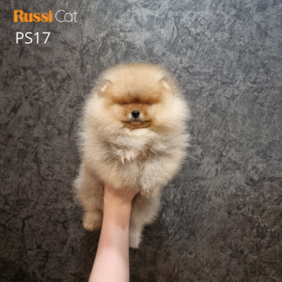 Chó Phốc sóc nhập Nga