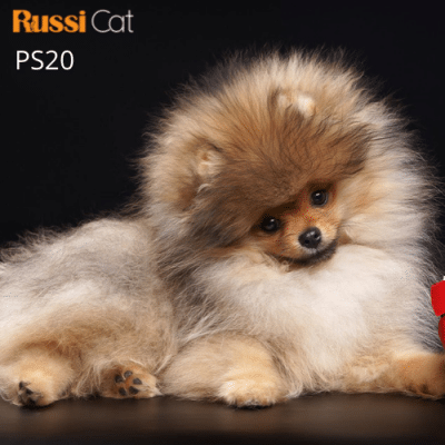 Chó Phốc sóc nhập Nga