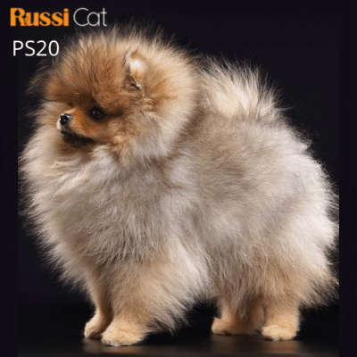 Chó Phốc sóc nhập Nga