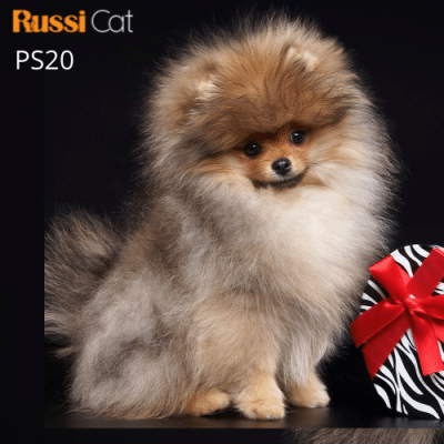 Chó Phốc sóc nhập Nga