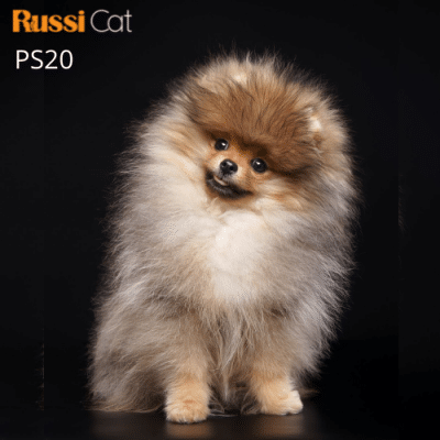 Chó Phốc sóc nhập Nga