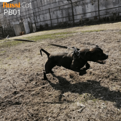 Chó Pitbull nhập Nga