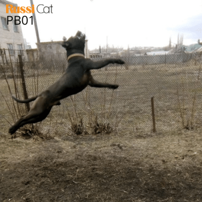 Chó Pitbull nhập Nga