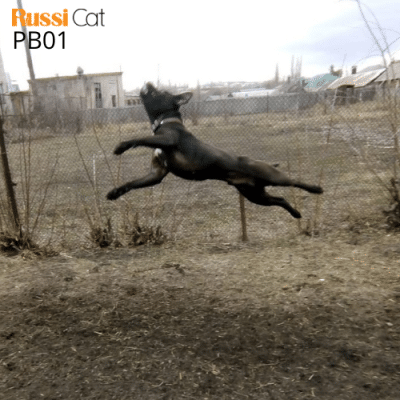 Chó Pitbull nhập Nga