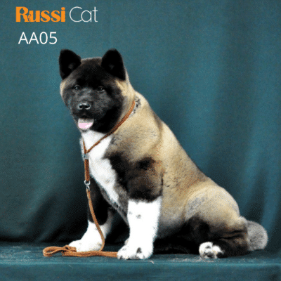 Chó akita Mỹ nhập Nga