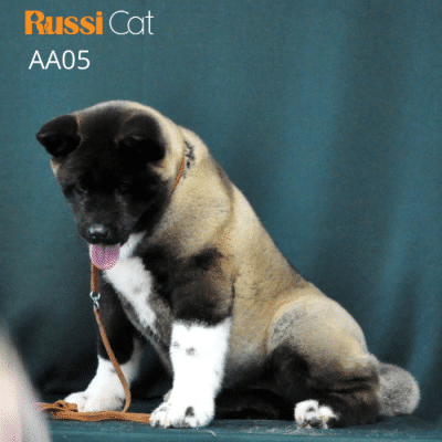 Chó akita Mỹ nhập Nga