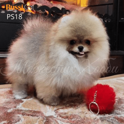 Chó phốc sóc nhập