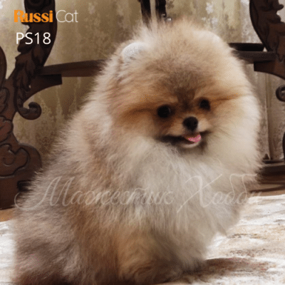 Chó phốc sóc nhập