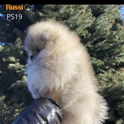 Chó phốc sóc nhập Nga, đực