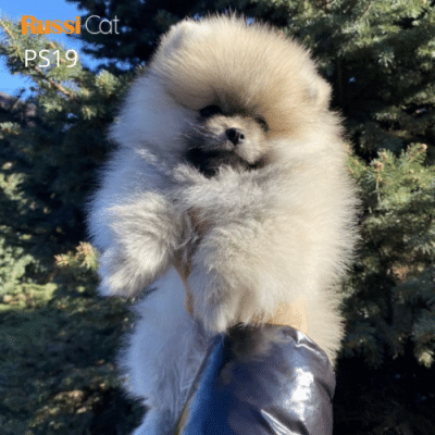 Chó phốc sóc nhập Nga, đực