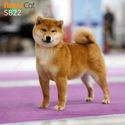 Chó shiba inu nhập Nga