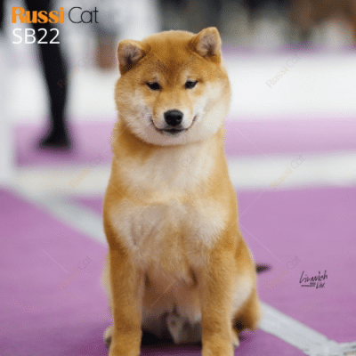 Chó shiba inu nhập Nga