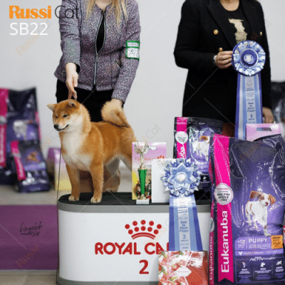 Chó shiba inu nhập Nga