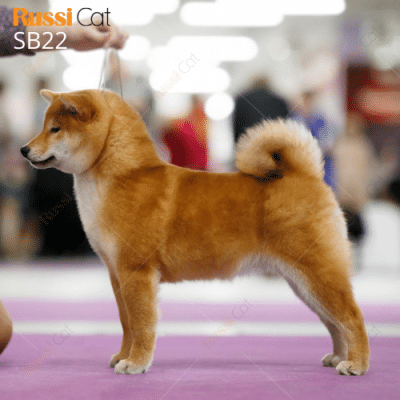 Chó shiba inu nhập Nga