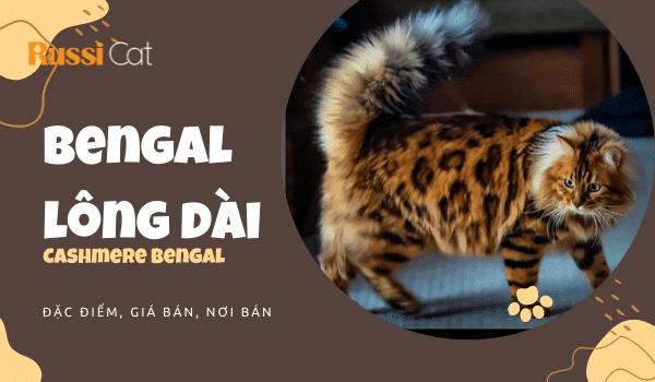 Đặc điểm mèo Bengal lông dài