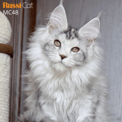 Maine Coon poly 6 ngón nhập Nga, fs25