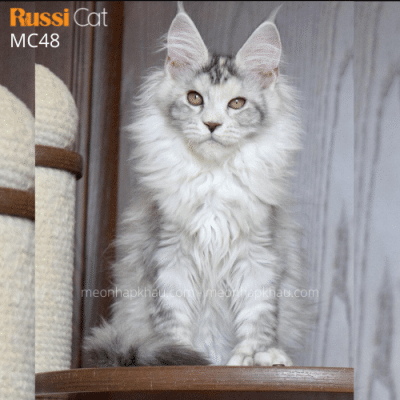 Maine Coon poly 6 ngón nhập Nga, fs25