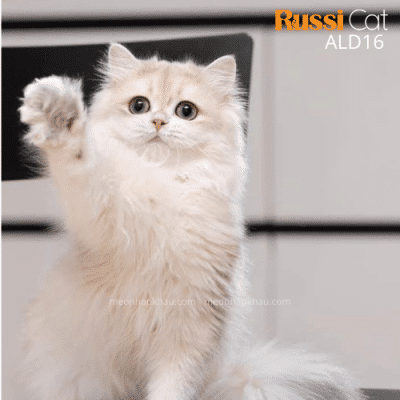 Mèo Anh lông dài cy12 nhập Nga