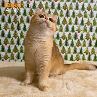 Mèo Anh lông ngắn golden ny12