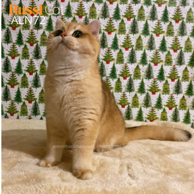 Mèo Anh lông ngắn golden ny12