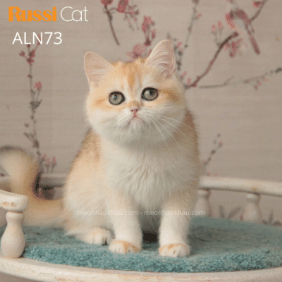 Mèo Anh lông ngắn nhập