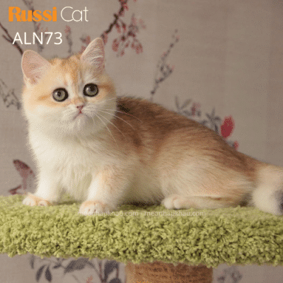 Mèo Anh lông ngắn nhập