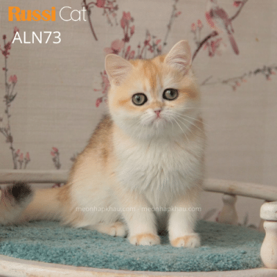 Mèo Anh lông ngắn nhập