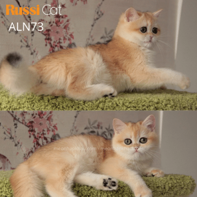 Mèo Anh lông ngắn nhập