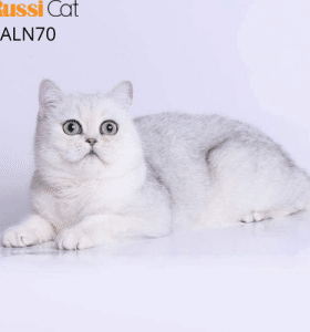 Mèo Anh lông ngắn silver ns11