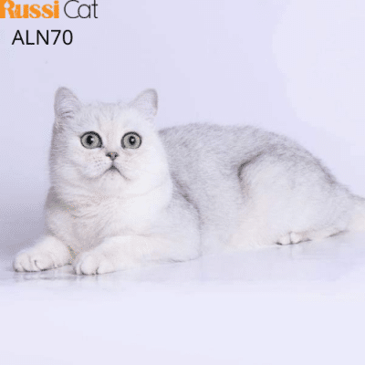 Mèo Anh lông ngắn silver ns11