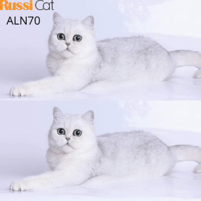 Mèo Anh lông ngắn silver ns11