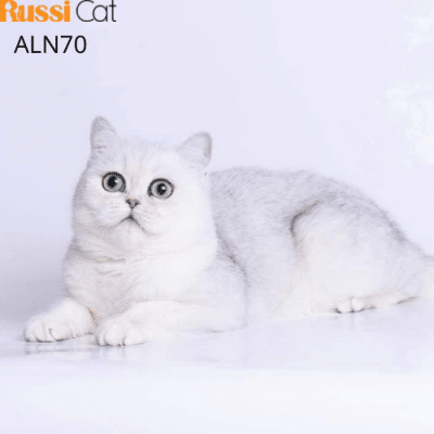 Mèo Anh lông ngắn silver ns11