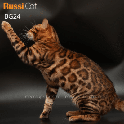 Mèo Bengal brown nhập Nga