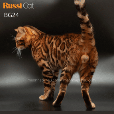 Mèo Bengal brown nhập Nga
