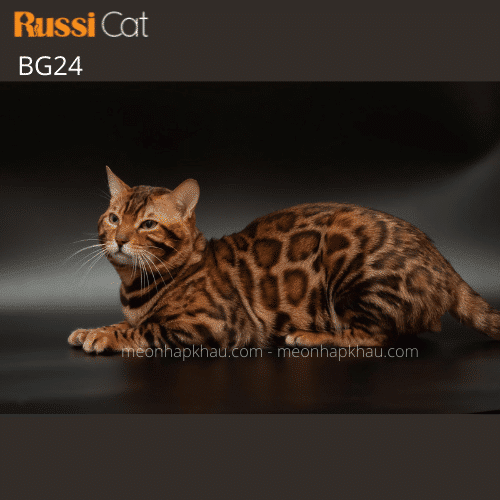 Mèo Bengal brown nhập Nga