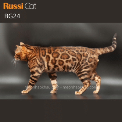 Mèo Bengal brown nhập Nga