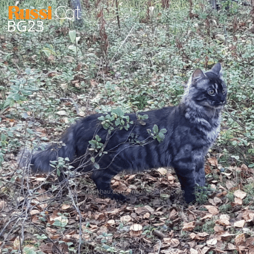 Mèo Bengal lông dài nhập Nga, đực