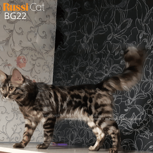 Mèo Bengal lông dài nhập Nga