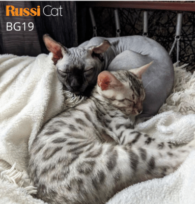 Mèo Bengal silver nhập Nga