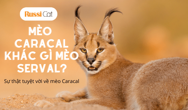 Mèo Caracal và những điều thú vị