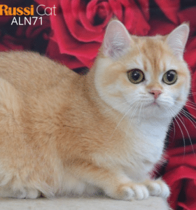 Mèo Golden ny12 nhập Nga