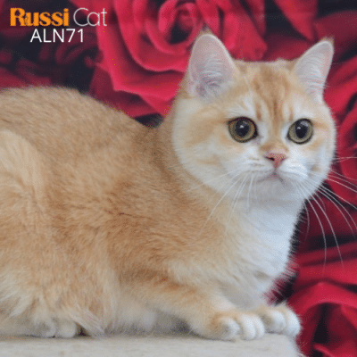 Mèo Golden ny12 nhập Nga