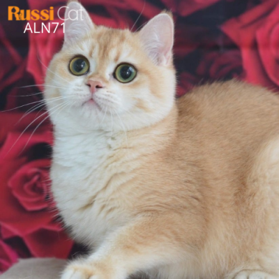 Mèo Golden ny12 nhập Nga