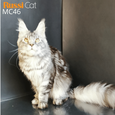 Mèo Maine Coon nhập Nga, champion Nga