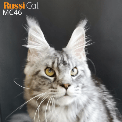 Mèo Maine Coon nhập Nga, champion Nga